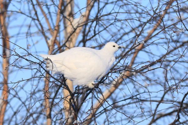 Beyaz keklik — Stok fotoğraf