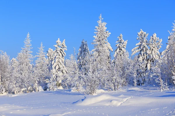 Winter landscape — Stock Photo, Image