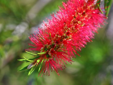 Callistemon