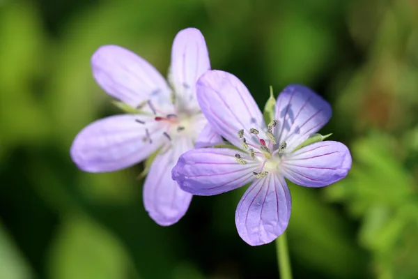 Geranium sibiricum — Stock Photo, Image