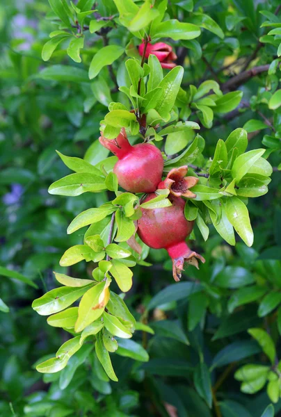 Pomegranate — Stock Photo, Image