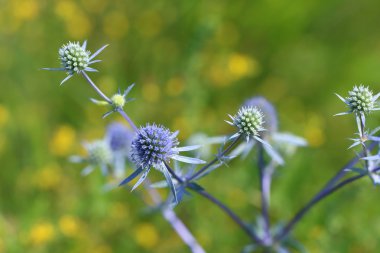 Eryngium ilerliyor