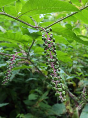pokeberry