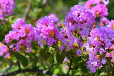 lagerstroemia