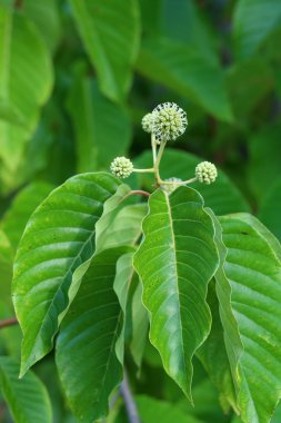Camptotheca acuminata
