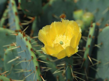 opuntia türler