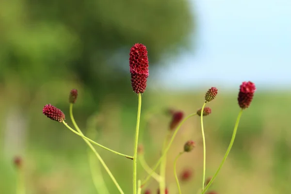 Sanguisorba officinalis — Stockfoto