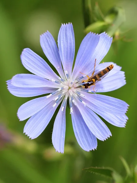 Insecte sur une fleur — Photo