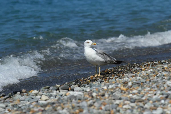 Gaviota —  Fotos de Stock