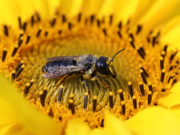 Inseto em uma flor — Fotografia de Stock