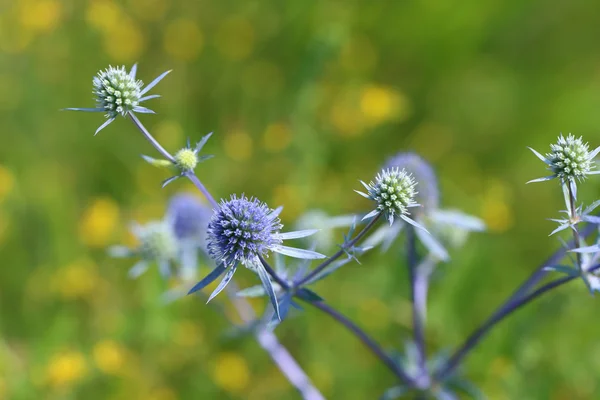 Eryngium planum 스톡 사진