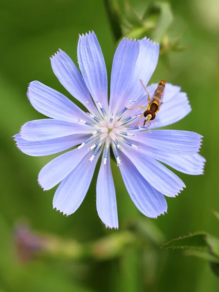 Inseto em uma flor — Fotografia de Stock