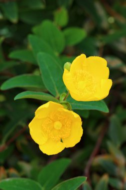Hypericum