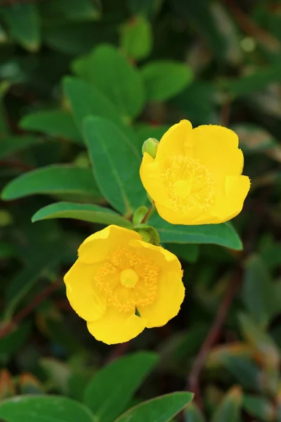 Hypericum — Zdjęcie stockowe