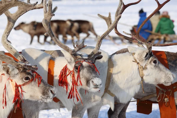 Reindeers — Stok fotoğraf