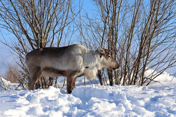 Reindeer — Stock Photo, Image