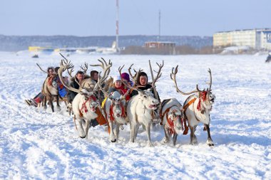 reindeers gezisi