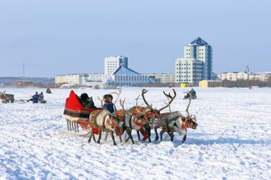 reindeers gezisi