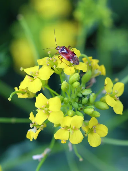 Sinapis alba — Zdjęcie stockowe