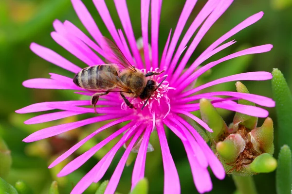 Abeja en una flor —  Fotos de Stock