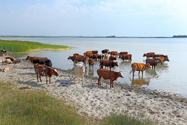 Livestock — Stock Photo, Image