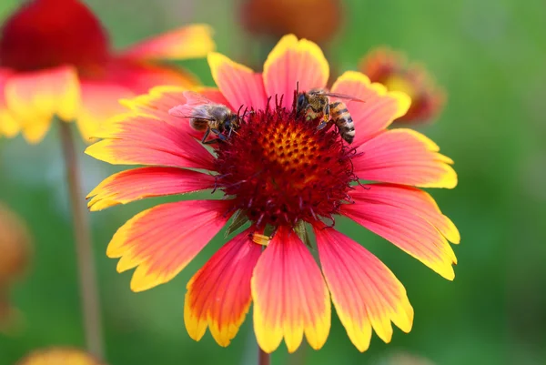 Gaillardia — Stockfoto