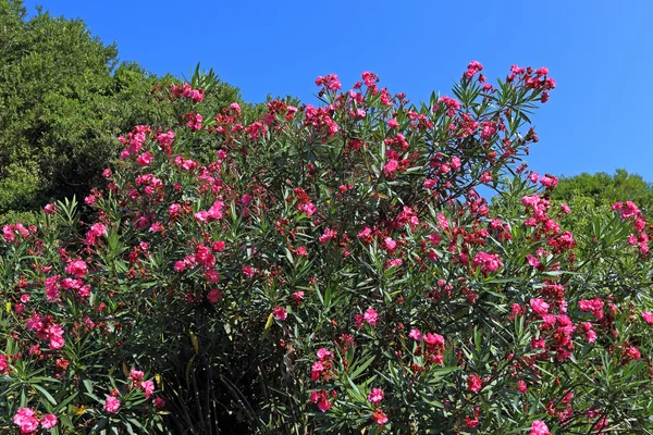 Oleander — Stockfoto