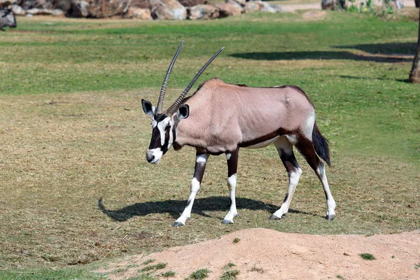 Oryx... — Fotografia de Stock