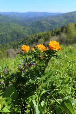 Trollius asiaticus