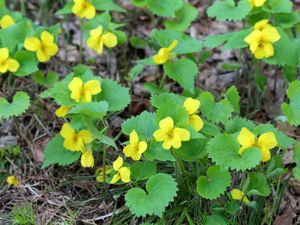 Viola uniflora — Stock Photo, Image