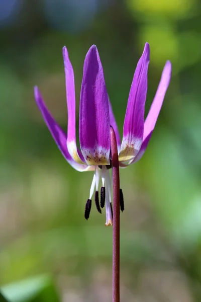 Erythronium sibiricum — Stock fotografie