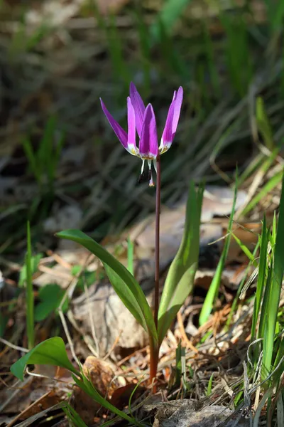 Erythronium sibiricum — Stock Photo, Image