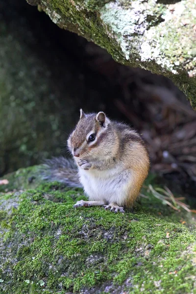 Chipmunk — Stock Photo, Image