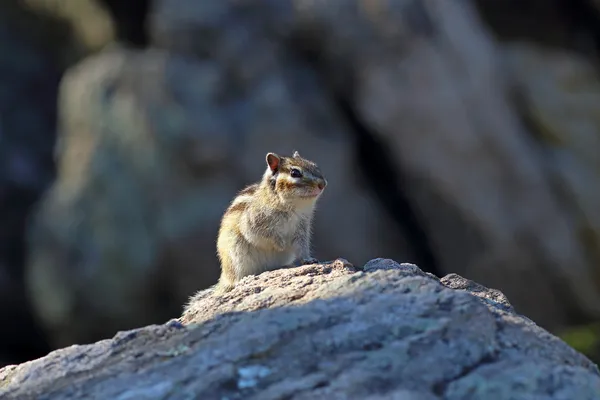 Chipmunk — Stock Photo, Image