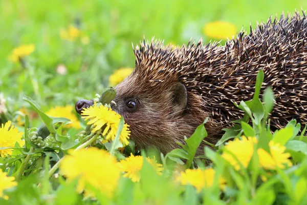 Hedgehog — Stock Photo, Image