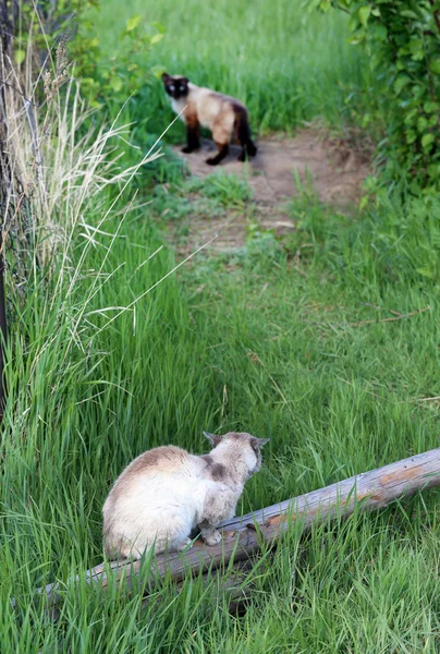 Katten — Stockfoto