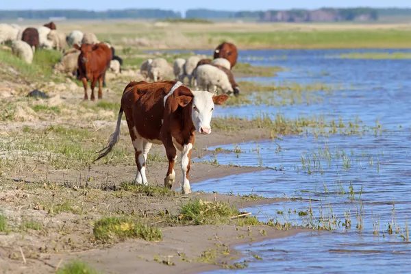 Vacas — Fotografia de Stock