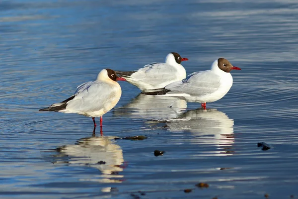 Mouettes et mouettes — Photo