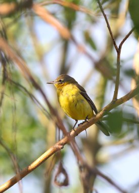 Sarı kuyruksallayan