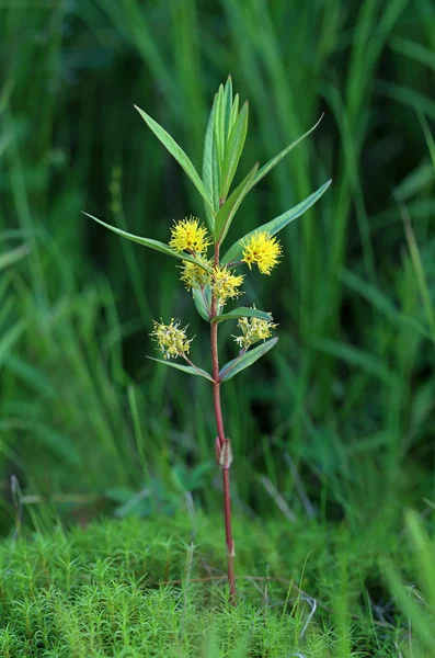 Naumburgia thyrsiflora — стокове фото