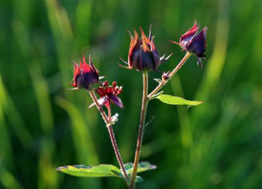 Comarum palustre