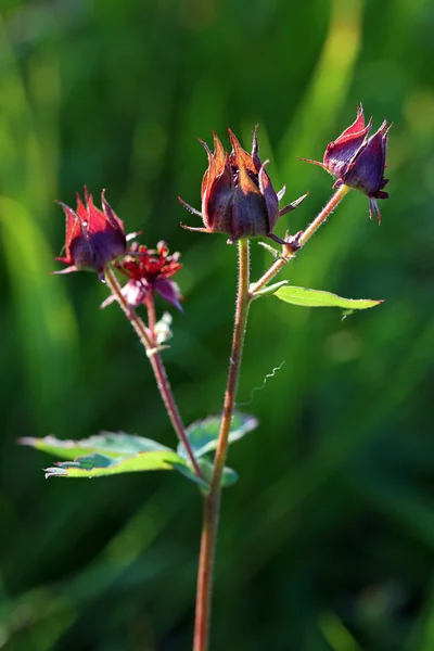 植物 comarum palustre — 图库照片