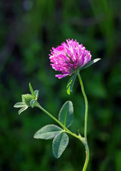 Trifolium pratense — Φωτογραφία Αρχείου