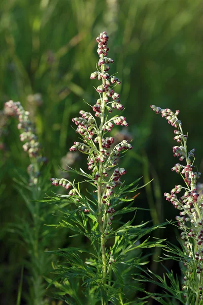 Wormwood — Stock Photo, Image