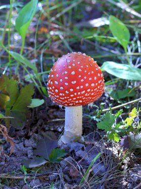 Agaric