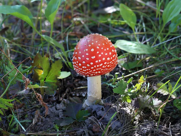 Amanita muscaria — Stockfoto