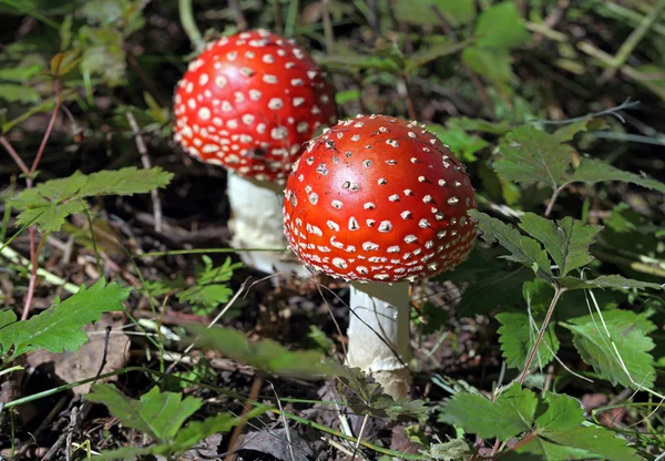 붉은 들 버섯 — 스톡 사진