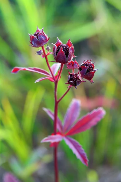 Comarum palustre. kruid — Stockfoto