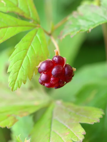 Красная ягода арктической малины — стоковое фото