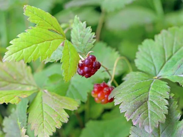 Rubus arcticus — Stockfoto